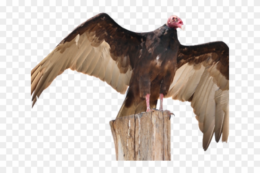 Drawn Turkey Vulture Transparent - Turkey Vulture Png Clipart #1724166