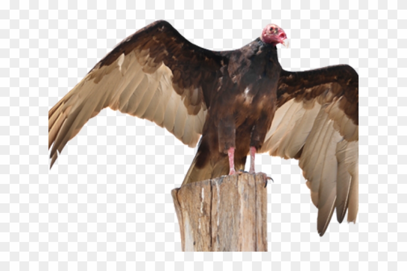 Drawn Turkey Vulture Transparent - Turkey Vulture Png Clipart