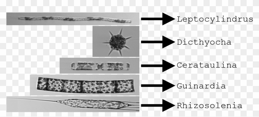 Example Plankton Classifications By Ifcb - Monochrome Clipart