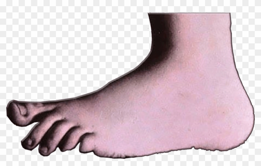 Daily Kos - Monty Python Foot Png Clipart #1724506