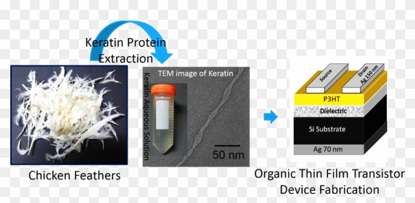 Protein From Chicken Feathers Can Be Used To Make Efficient - Keratin Extraction From Chicken Feathers Clipart #1725904
