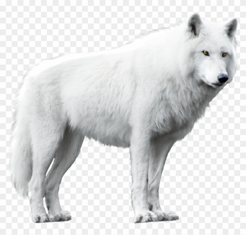 White Wolf Isolated Image - White Wolf Png Clipart #1726602