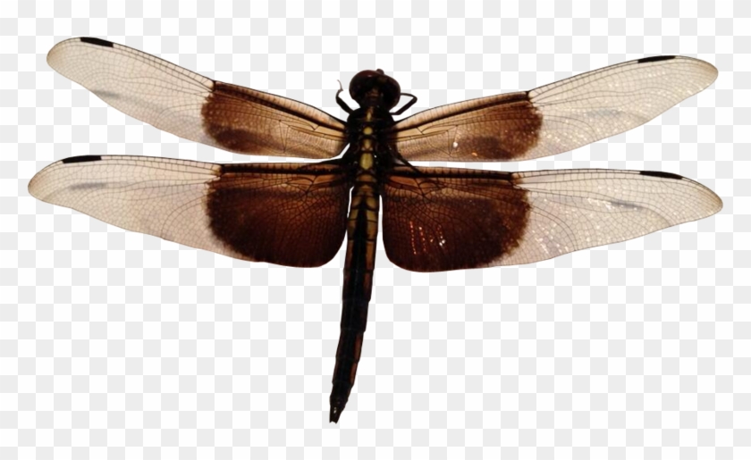 Download Free Png - Dragonfly No Background Clipart #1728514