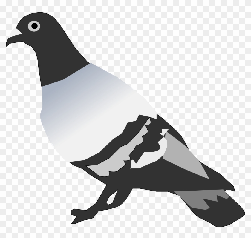 2400 X 2205 3 - Domestic Pigeon Clipart