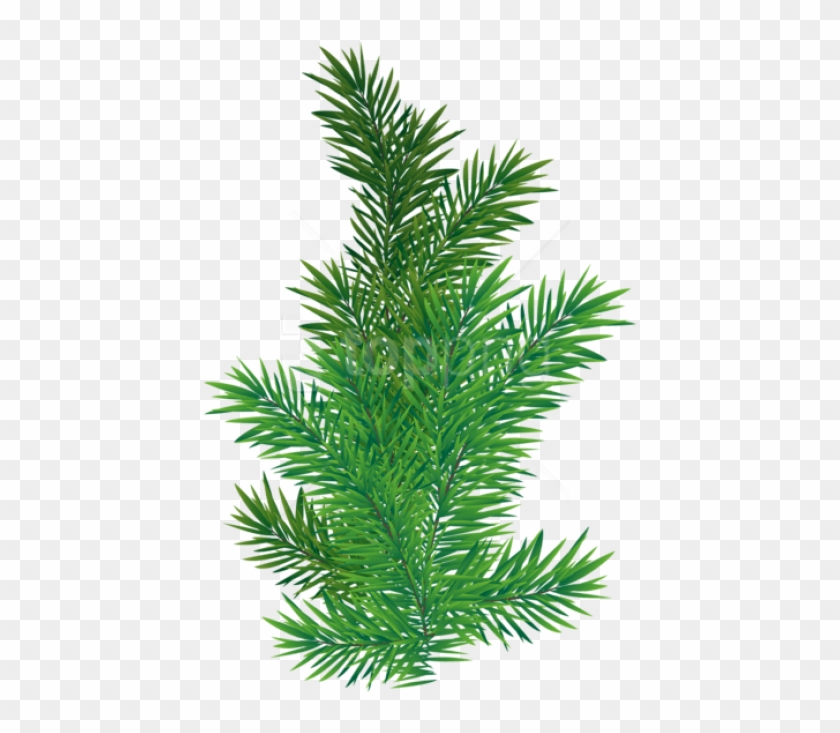 Free Png Pine Branch Png - Pine Tree Branch Png Clipart #1729515