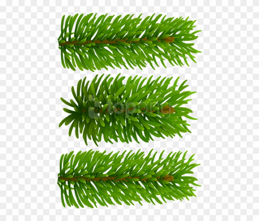 Free Png Beautiful Pine Branches Png Images Transparent Clipart #1729648