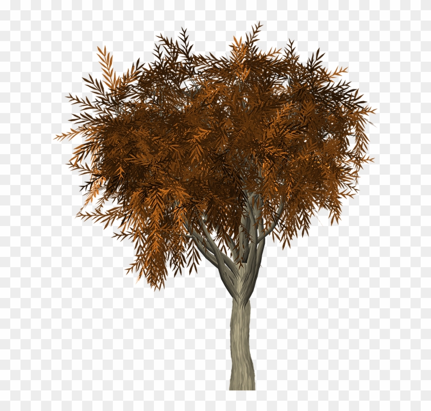 Tree, Leaves, Autumn, Fall, Branches, Isolated, Nature - Albero In Autunno Png Clipart #1729698