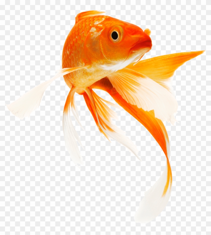 Gold Fish Png Clipart #1730072