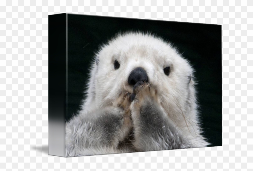 Close Up Of A Sea On Its - Punxsutawney Phil Clipart #1730215