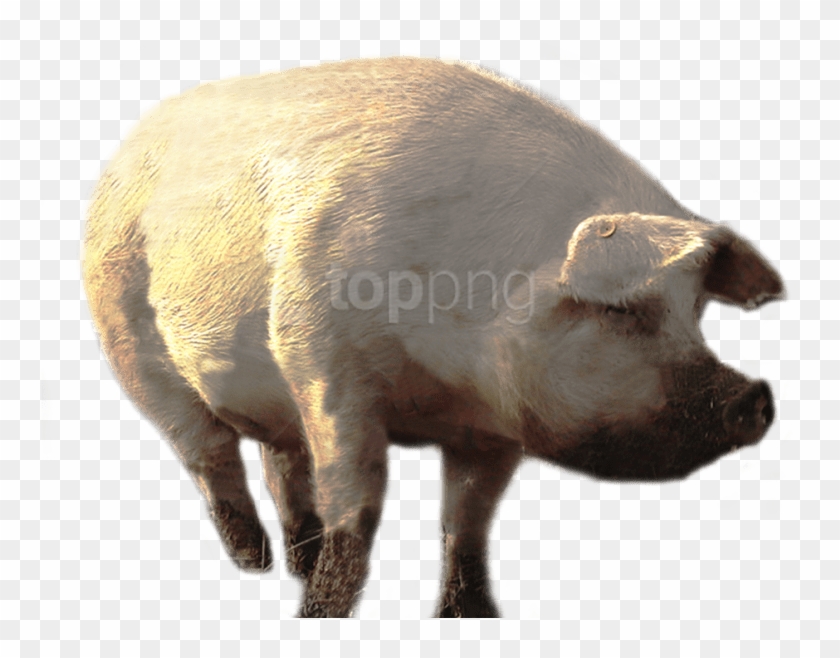 Free Png Download Dirty Pig Walking Png Images Background - Portable Network Graphics Clipart