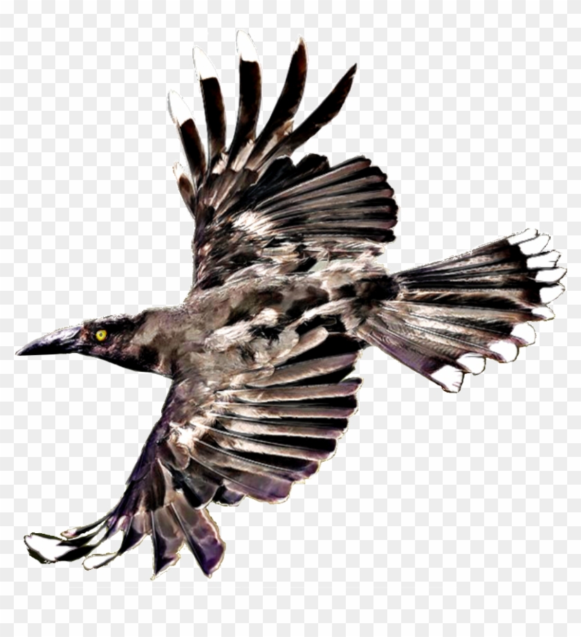 Hawk Clipart #1730850