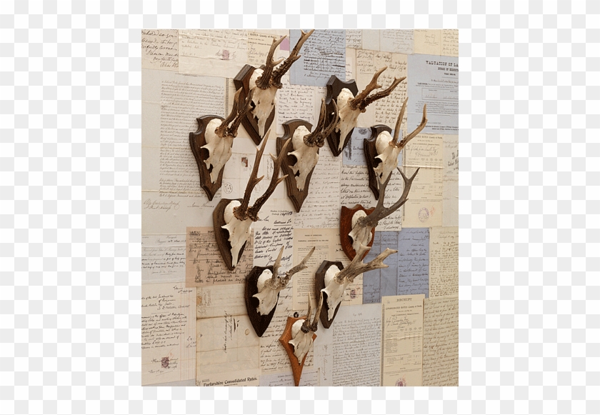 Old Antlers - Plywood Clipart #1731445