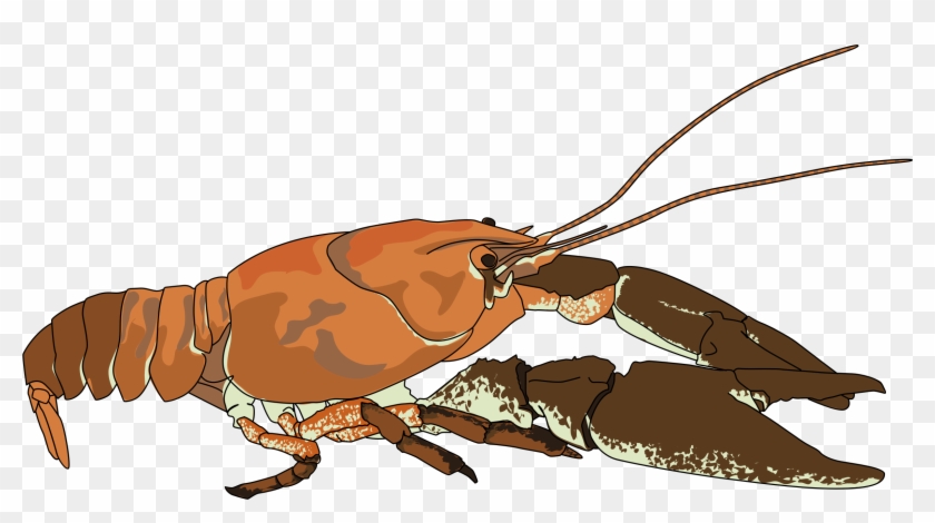 Png Transparent Stock Crawfish Clipart Lobster Claw - Crabfish Cartoon Png #1733088