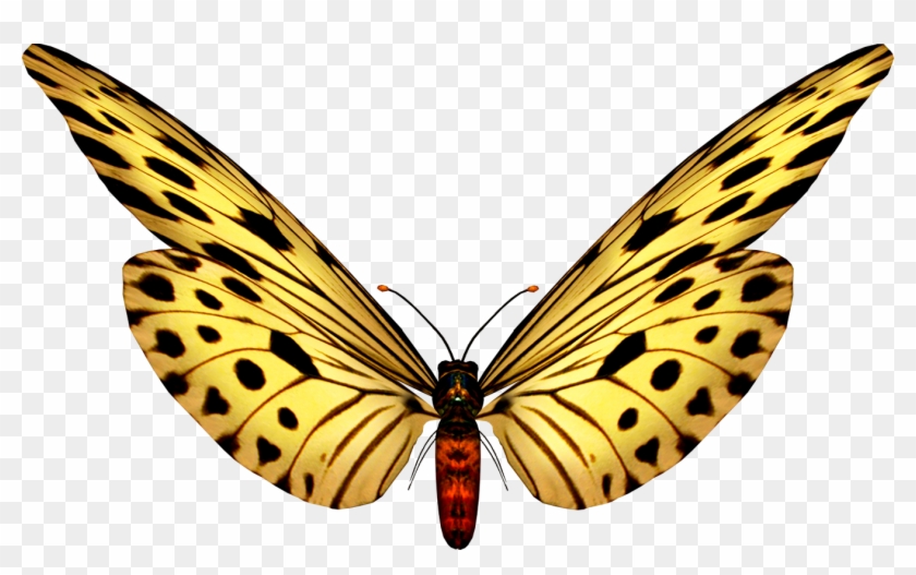 Para Ver La Coleccion Completa De Mariposas Png Ir - Frame Red Butterfly Clipart #1733628