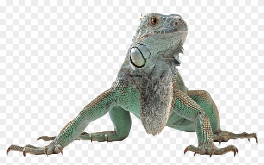 Free Png Download Lizard Free Desktop Png Images Background - Lizard Png Clipart