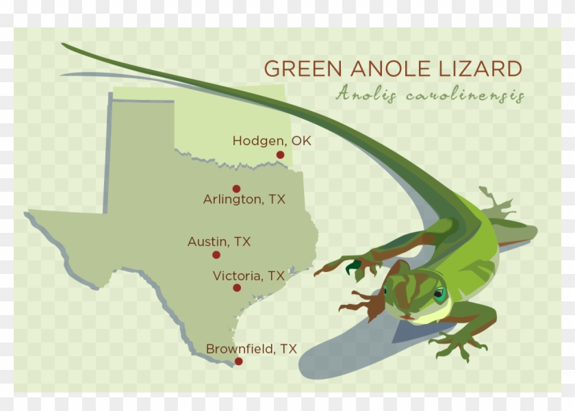 The Ancestors Of The Green Anole Lizard Originated - Green Anole Lizard Texas Clipart