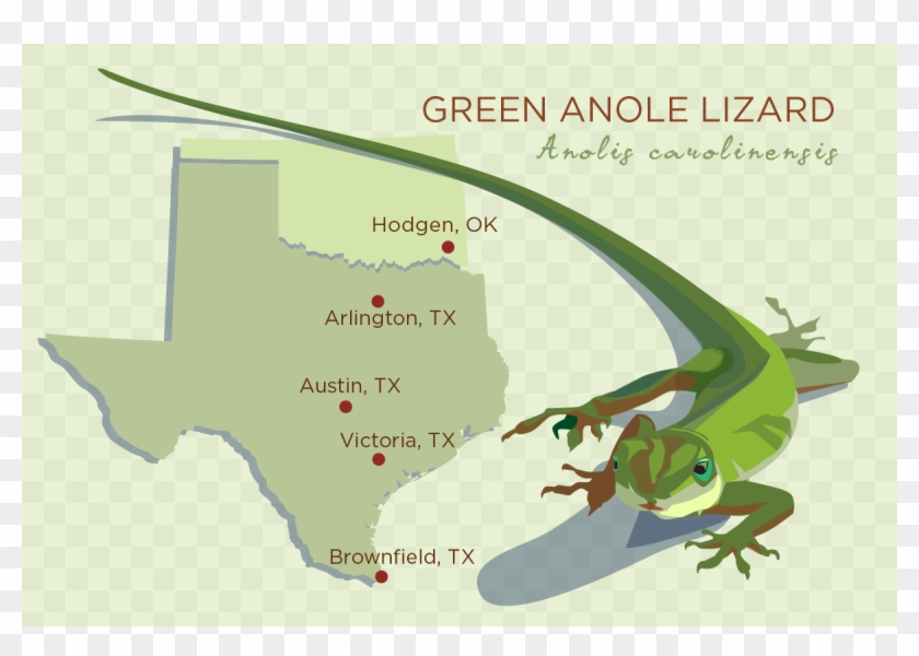 The Ancestors Of The Green Anole Lizard Originated - Green Anole Lizard Texas Clipart #1736451