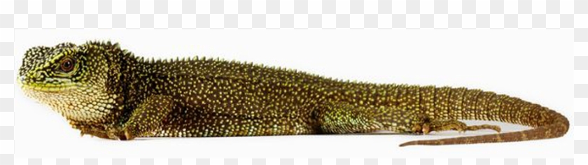 900 X 600 3 - Amazonian Lizard Png Clipart #1736673