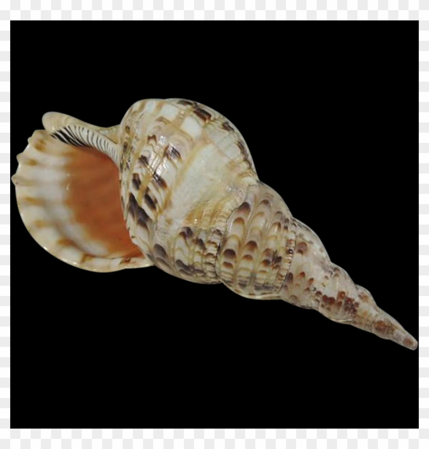 Shell, Free Pngs - Sea Shell Transparent Background Clipart