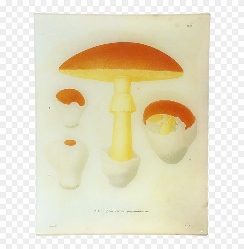 Edible Mushroom Clipart #1737751
