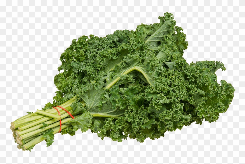 Growing Kale - Green Kale Clipart