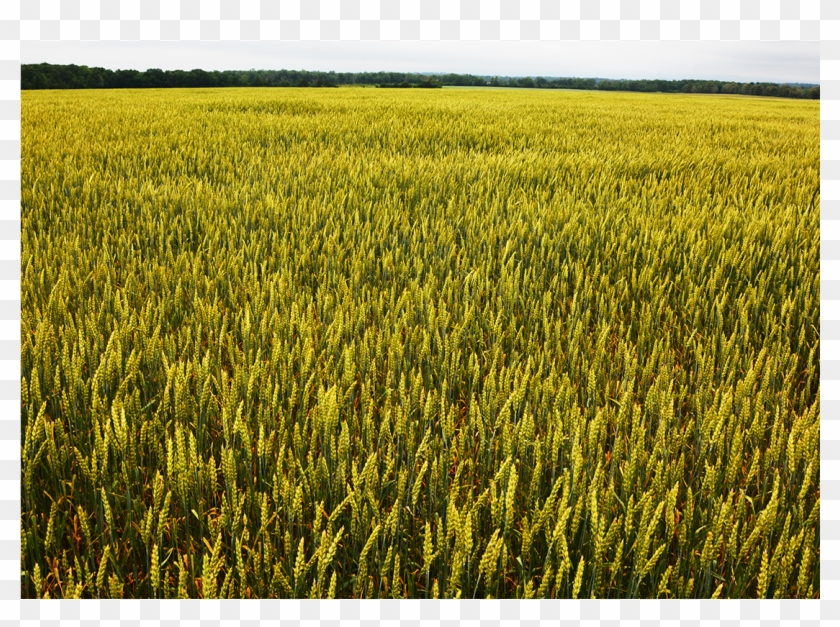 Stone House Farm Is Dedicated To Demonstrating A Viable - Field Clipart #1739637