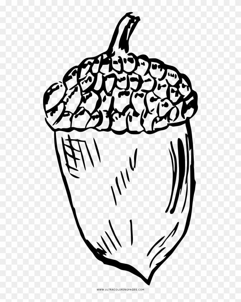 Acorn Drawing Line - Disegno Ghianda Da Colorare Clipart #1740641