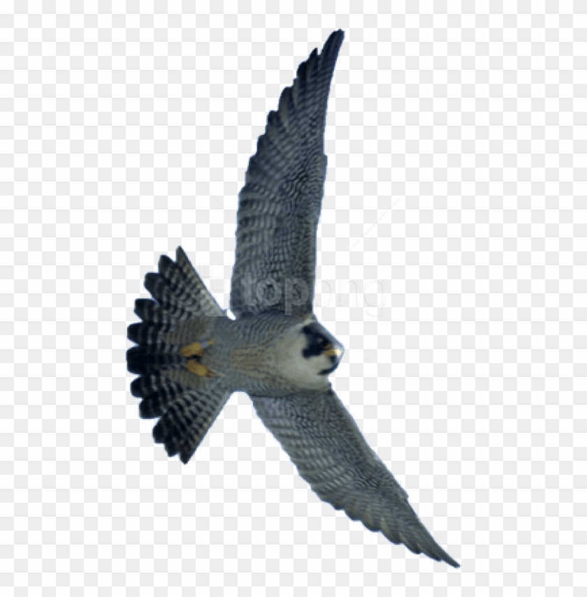 Free Png Download Falcon Png Images Background Png - Falcon Transparent Clipart #1740694