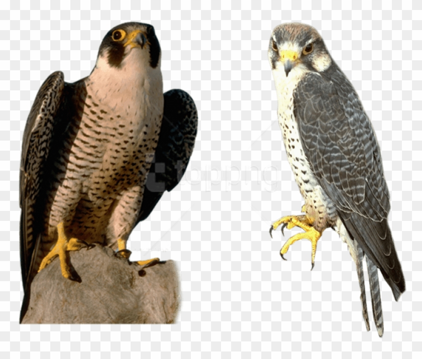 Download Falcon Png Images Background - Falcon Gif Transparent Clipart