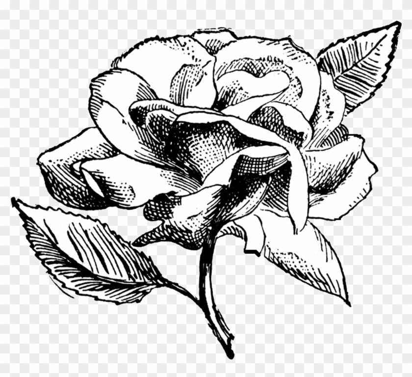 Free Digital Stamp Rose Illustration - Flower Illustration Black And White Png Clipart #1742853