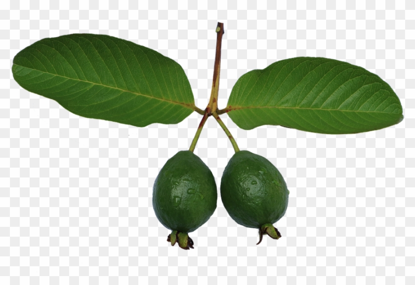 Jambu Biji, Guava, Leaf, Green, Guava Png - Common Guava Clipart
