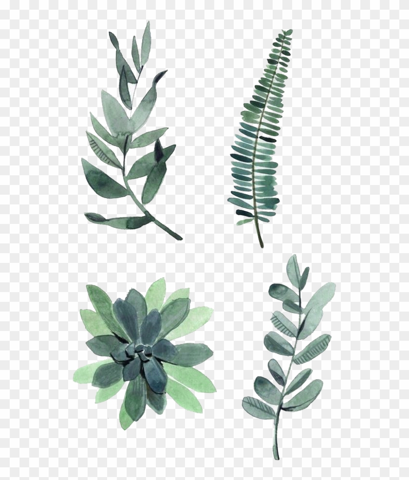 Watercolor Leaves Png Photos - Watercolor Plants Clipart
