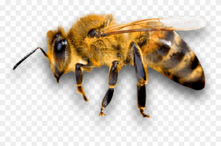 Free Png Download Side Bee Png Images Background Png - Bee Png Clipart