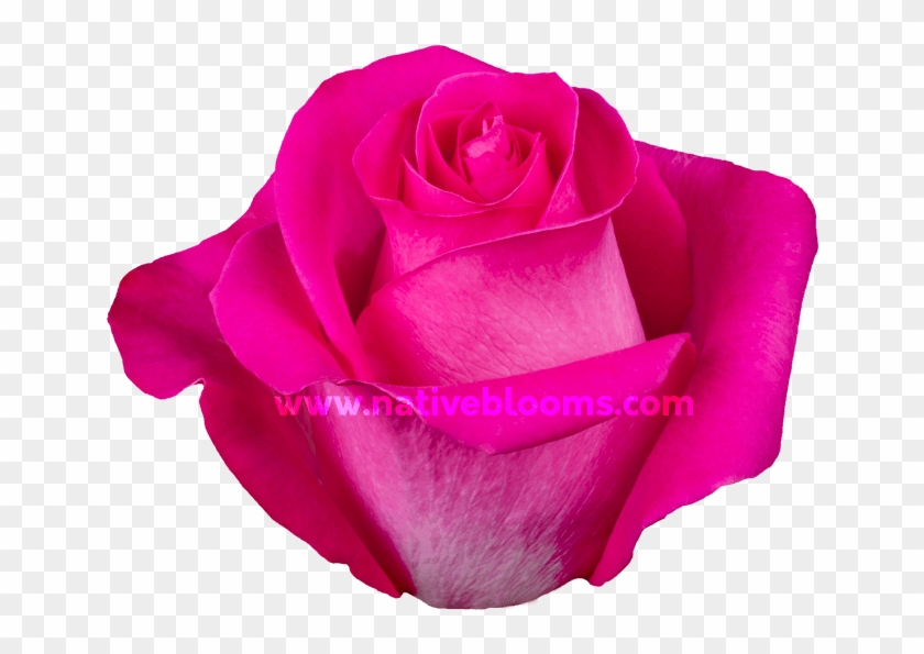 Topaz Roses - Floribunda Clipart