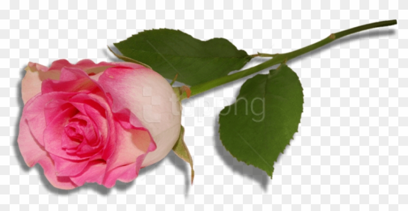 Free Png Large Pink Rose Png Images Transparent - Single Pink Rose Png Clipart