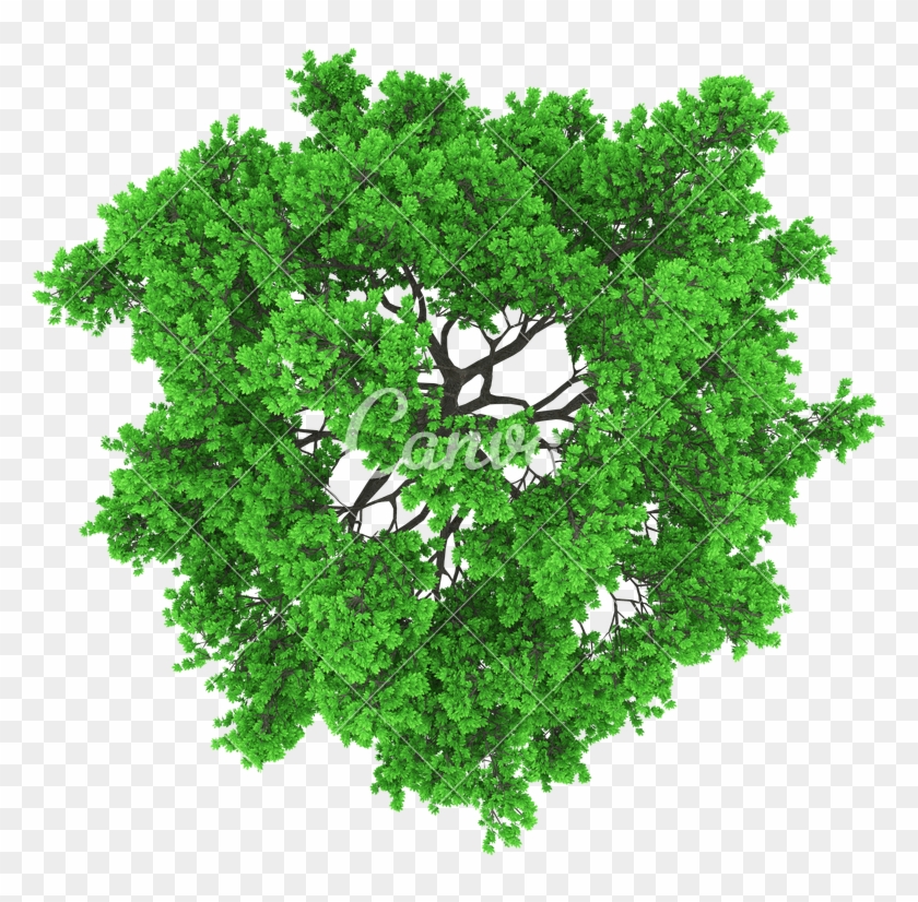 800 X 800 21 - Tree Top View Vector Png Clipart
