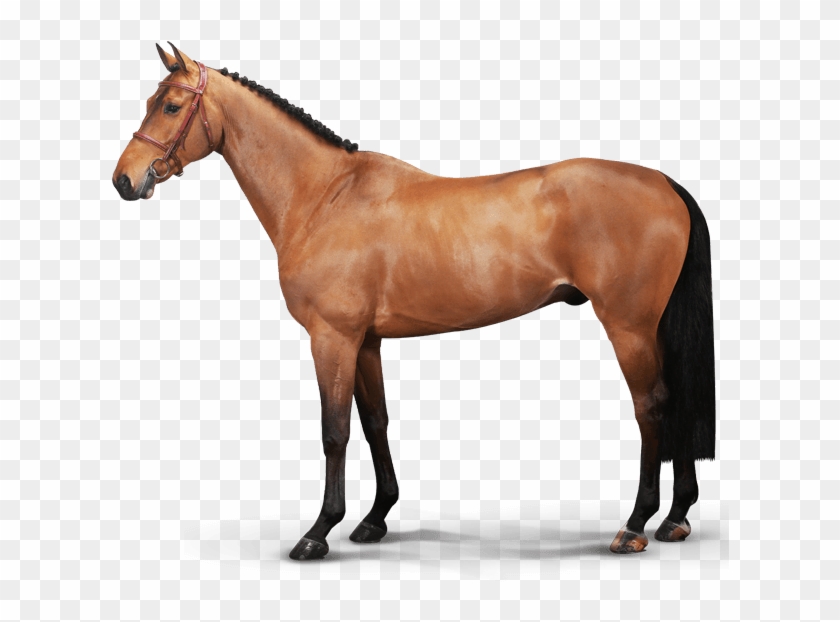 Maestro Vica V/d Ark - Cheval Hanovrien Clipart