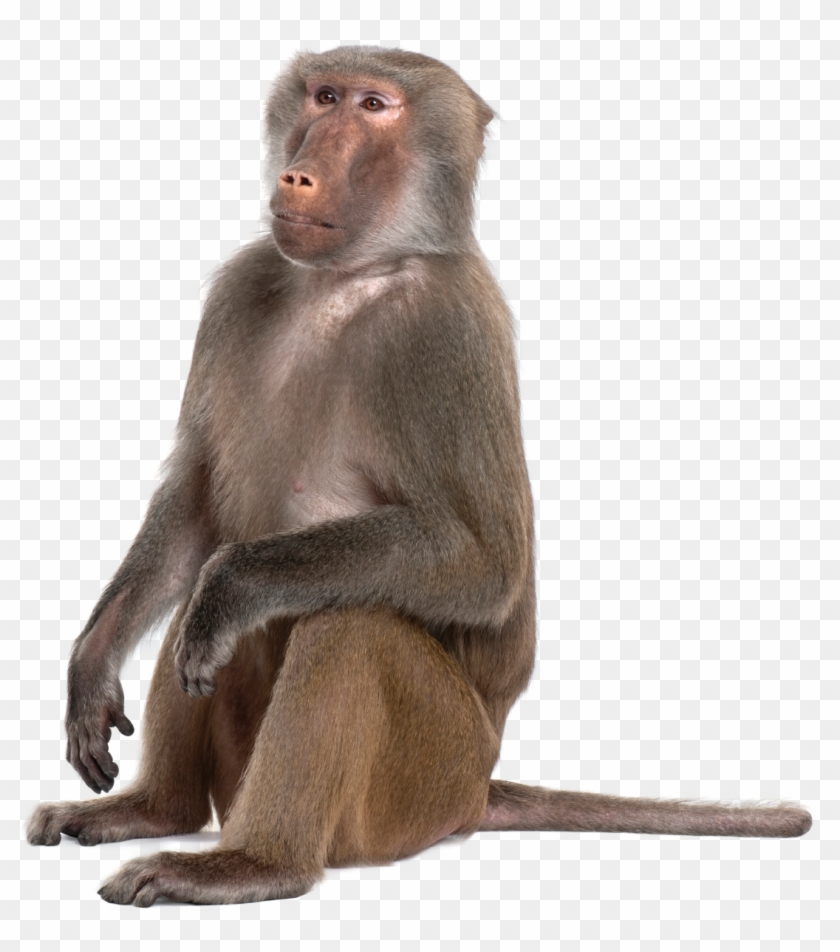 Monkey Png - Click Here - Monkey Png Clipart #1750548