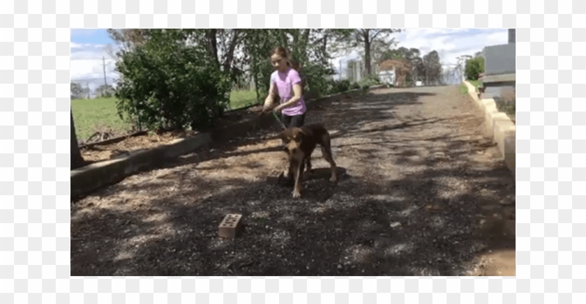 Donate To Petrescue - Walking Clipart