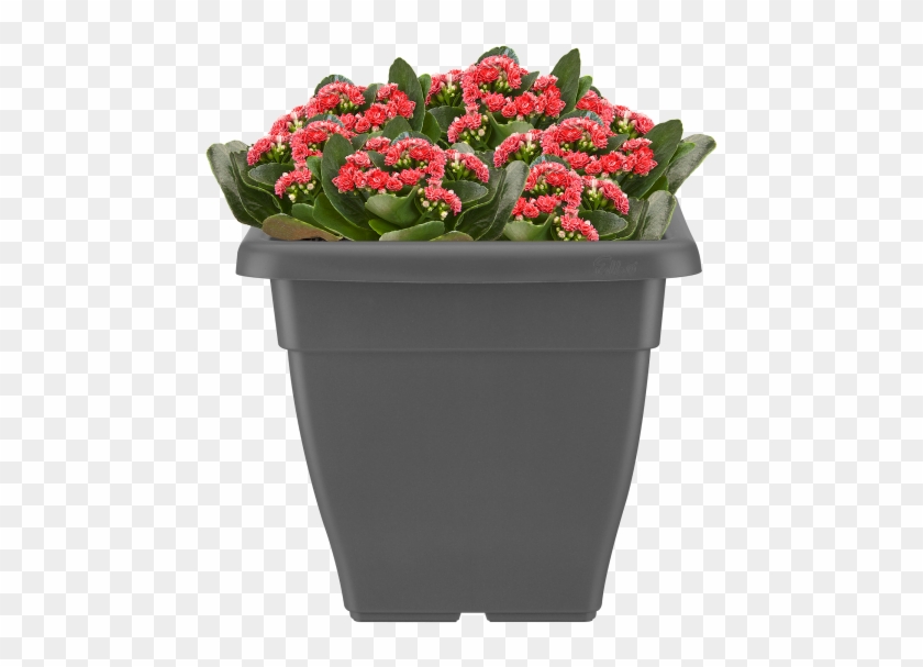Home > Collection > Torino Campana Square - Flowerpot Clipart