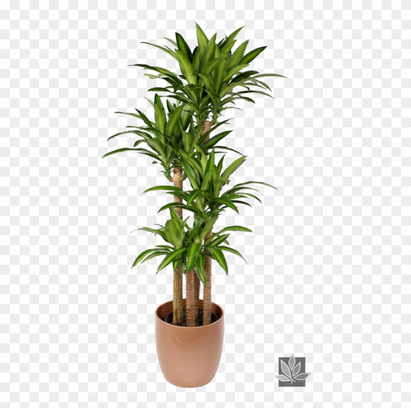 522 X 800 10 2 - Indoor Plant Dracaena Clipart #1754509