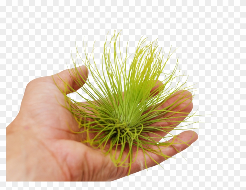 1057 X 700 2 - Close-up Clipart