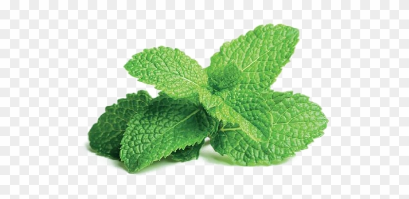 Mint Png Free File Download - Peppermint Clipart