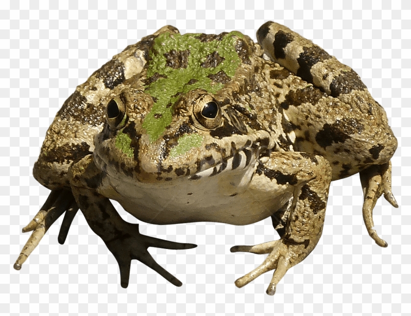 Free Png Download Frog Png Images Background Png Images - Transparent Frog Cute Clipart
