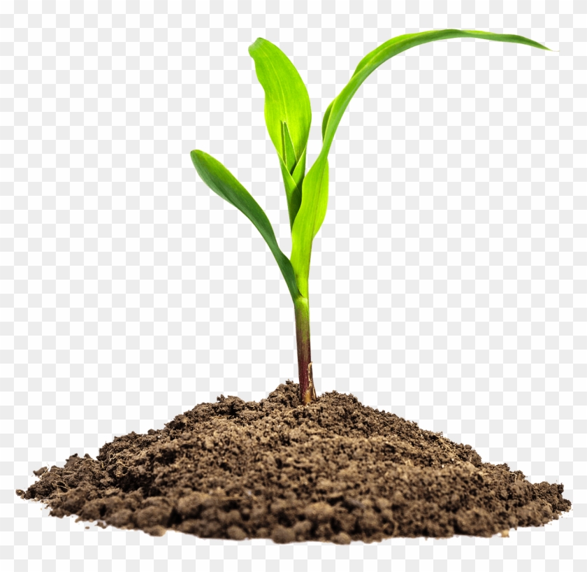 Leaves In Dirt - Maize Seedling Clipart