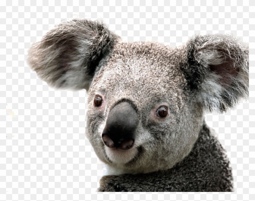Koala Png Image Background - Koala Png Clipart #1755639