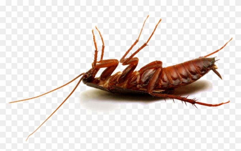 Cockroach Png Hd Photo - Best Pesticide For Cockroaches In Kenya Clipart #1756113