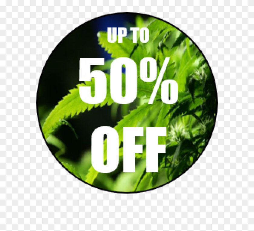 Bargain Seeds Up To 50% Discount Clipart