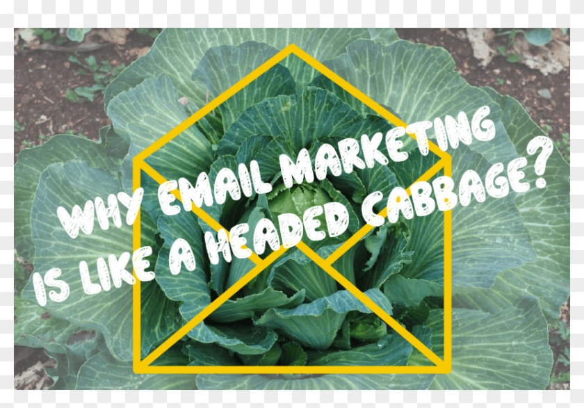 Cabbage - Chard Clipart #1757831