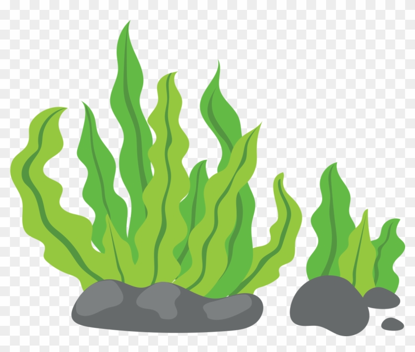 1181 X 1181 16 - Sea Weeds Clipart Png Transparent Png #1757959